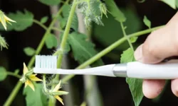 Domateste diş fırçası yöntemi verimi artırıyor