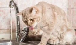 Kediler suyu neden patileriyle test eder?