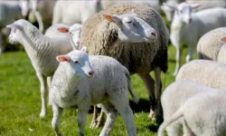 Kırsalda Küçükbaş Destek Projesi başvuruları başladı