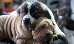 Köpekler yatmadan önce neden dönerler?