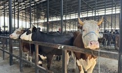 Kurban bağışında “sahte dernek” riski: Sahte dernekler nasıl ayırt edilir?