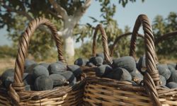 Kuru meyve ihracatı ilk çeyrekte 404 milyon doları aştı