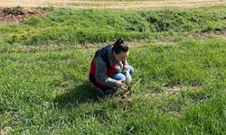 Kütahya Altıntaş’ta hububatlarda fenolojik gözlem