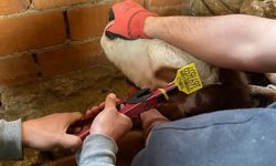 Kütahya Çavdarhisar’da büyükbaş hayvanlara aşılama çalışması