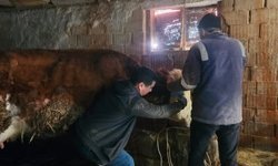 Kütahya Emet’te aşılama ve küpeleme çalışması gerçekleştirildi