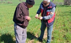 Kütahya Gediz’de hububat alanlarında hastalık kontrolleri