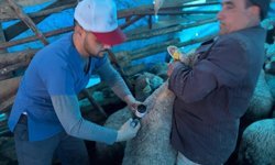 Kütahya Pazarlar’da küçükbaşlara aşılama sürüyor