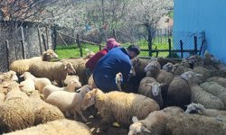 Kütahya Şaphane’de hayvanlara aşılama ve kimliklendirme