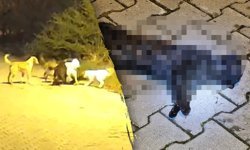 Kütahya’da bir mahalle, sahipsiz sokak köpeklerinden dertli