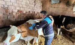 Kütahya'da merkez köylere şap aşılama çalışmaları sürüyor