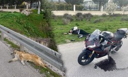 Kütahya’da motosiklet köpeğe çarpıp takla attı