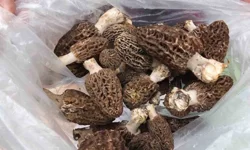 Kuzu göbeği mantarı hasadı başladı: Kilosu 2 bin lira