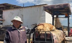 Manisa’da köpek “Betty”, Abdullah dedenin yoldaşı oldu