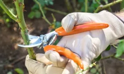 Nisanda budanan 5 bitki yazı çiçekle karşılar