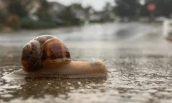 Salyangozlar yağmurdan sonra neden ortaya çıkar?