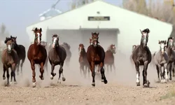 Şampiyon aygırların tayları satışa çıkıyor