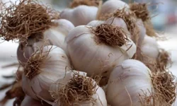 Sarımsak bu yöntemle 2 yıl taze kalabilir