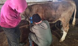 Tavşanlı’da şap hastalıklarına saha çalışmaları yapıldı