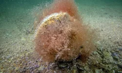 Tuzla’da mucize ekosistem keşfedildi