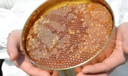 Uygunsuz balın piyasaya girişi engellenecek