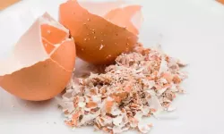 Yumurta kabuklarını atan kalmadı: Herkes tozlaştırıyor