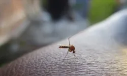 Eve giren sineklerin nedeni ortaya çıktı