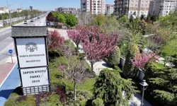 Konya’da sakura ağaçları baharı müjdeliyor