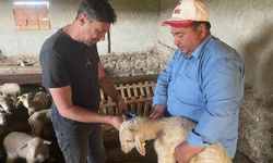 Kütahya Çavdarhisar'da küçükbaş hayvanlara aşılama