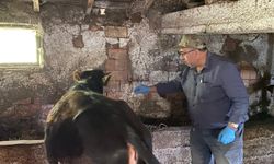 Kütahya Emet’te büyükbaş hayvanlara aşılama çalışması