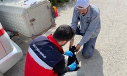 Kütahya Emet’te kedi ve köpeklere mikroçip aşısı