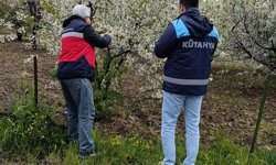Kütahya Gediz’de meyve bahçelerinde denetimler sürüyor