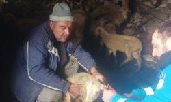Kütahya İkizhüyük’te aşılama ve küpeleme çalışmaları