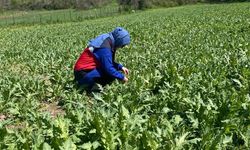 Kütahya Tavşanlı’da referans parsel çalışmaları yapıldı