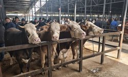 Kütahya'da canlı hayvan pazarında padok başvuruları başladı