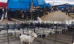 Kütahya’da canlı hayvan pazarında son durum