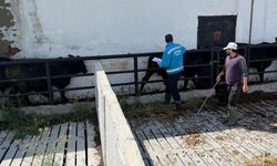 Kütahya'da ithal besilik danalara sağlık kontrolleri
