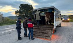 Kütahya’da Kurban Bayramı öncesi sıkı denetim