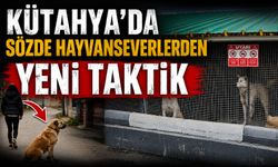 Kütahya’da sözde hayvanseverlere para cezası uygulanıyor