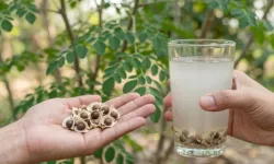 Moringa tohumu suyu yüzde 98 temizliyor