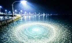 Sokak lambaları deniz canlılarını etkiliyor
