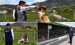 Vali Işın, Kütahya'da toplanan köpek sayısını açıkladı