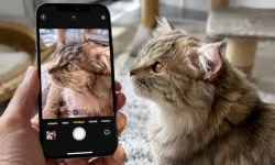 iPhone ayarıyla evcil hayvanlarda pire tespiti