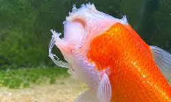 Kafasının büyük bölümünü kaybeden Japon balığı iki hafta yaşadı
