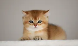 Kedi sahipliği ile şizofreni riski arasında bağlantı iddiası