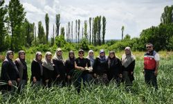 Kütahya Domaniç Sarımsağı için coğrafi işaret çalışmaları sürüyor