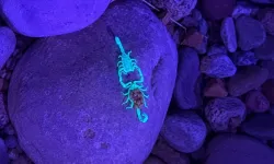 Mor ışıkta dans eden akreplerin gizemi çözüldü