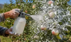 Çiftçiler meyveleri kaolin kiliyle güneşten koruyor