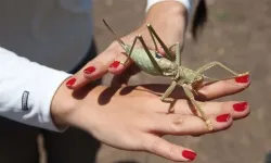 Ilıman hava çekirge popülasyonunu artırdı