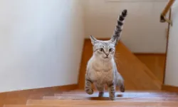 Kedilerin aniden koşmasının nedeni belli oldu