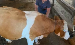 Kütahya’da hayvan sağlığı için aşılama çalışmaları başladı